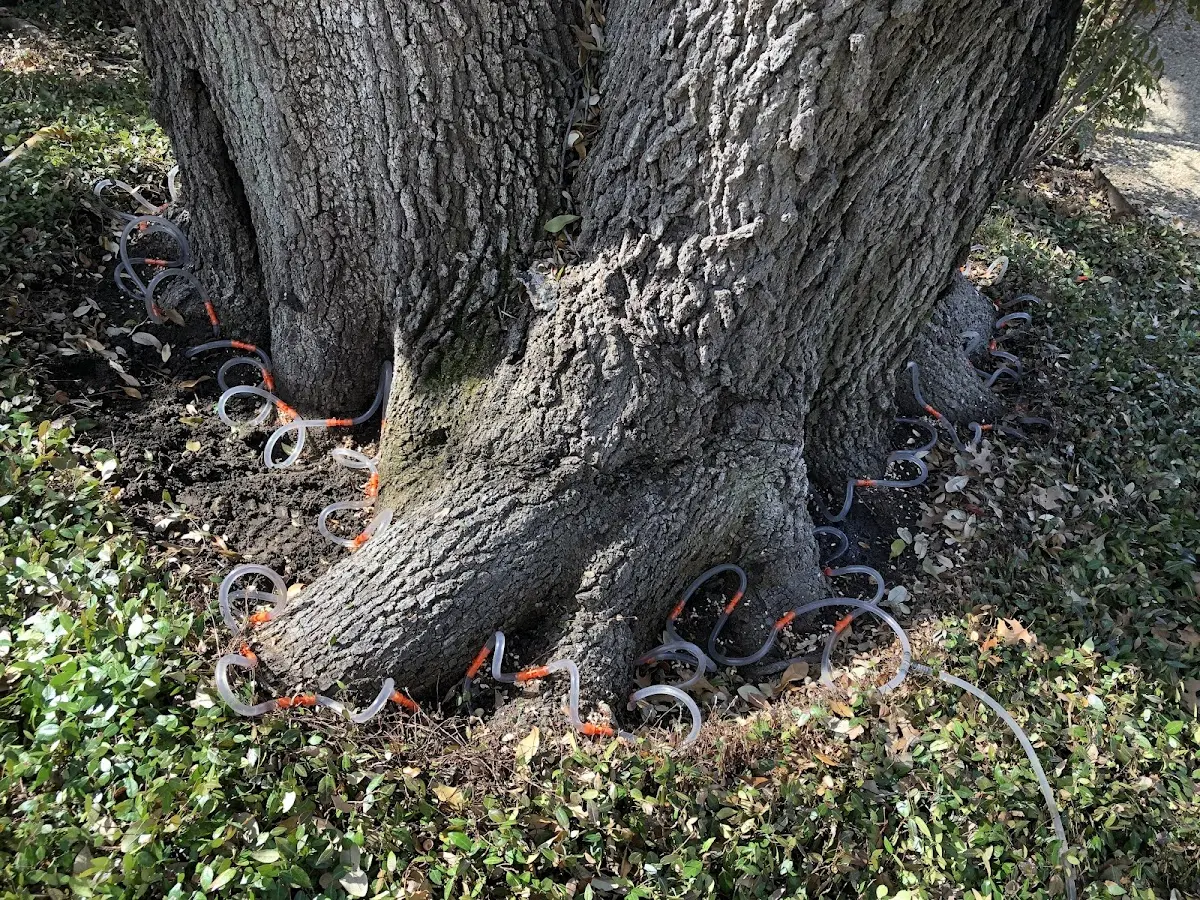 Detailed Tree Cabling and Bracing job site in Pelion