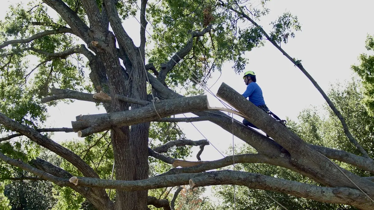 Professional Hazardous Tree Removal performed by certified arborists in Pelion