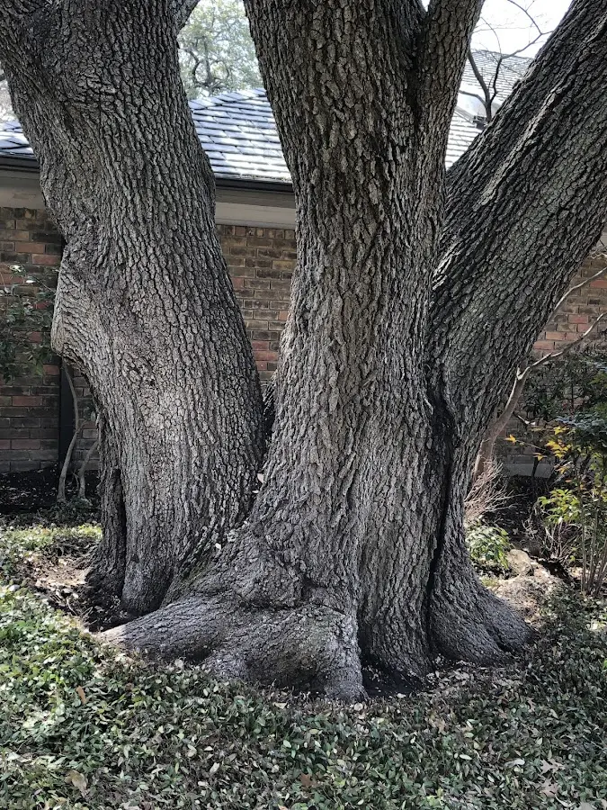 Mature heritage tree close to a Pelion property cared for by certified arborists
